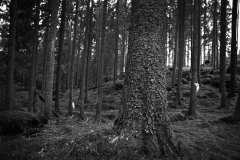 Conte-badream-foret
